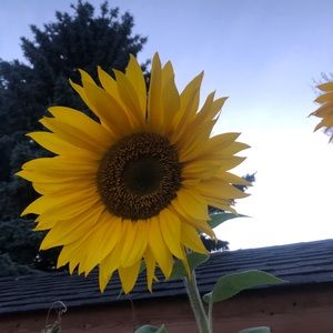 Meet your Posher, Camryn